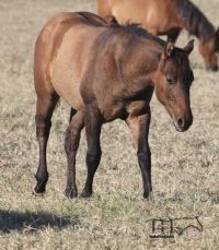 Smokin Rose MA's 2022 Dun Colt